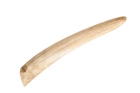 old walrus tusk for ivory carving isolated on white backgroundの写真素材