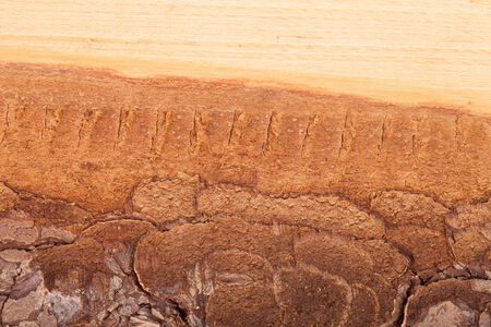 wood texture with barkの写真素材
