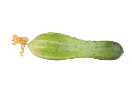 One cucumber with flowers isolated on white backgroundの写真素材