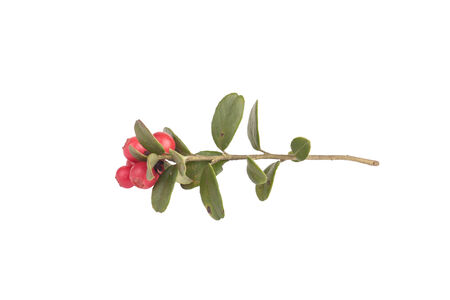 twig forest cowberry isolated on white backgroundの写真素材