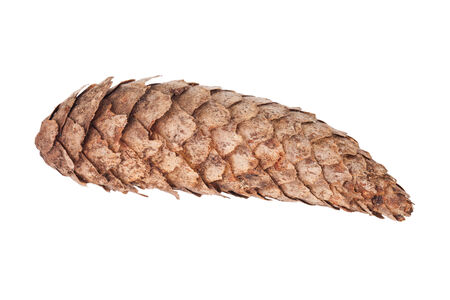 Pine cone isolated on white backgroundの写真素材