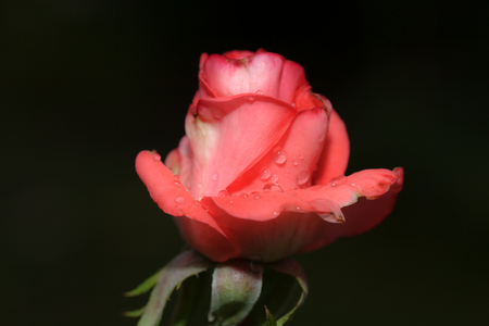 Macro image of dark red rose with water droplets. Extreme close-up with shallow dof.の写真素材