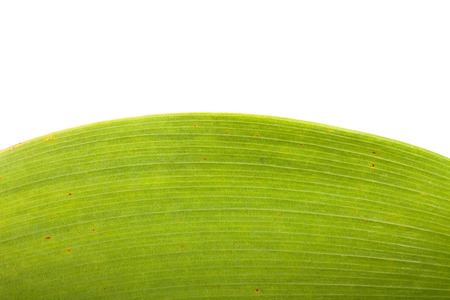 lily of the valley leaf isolated on white backgroundの写真素材