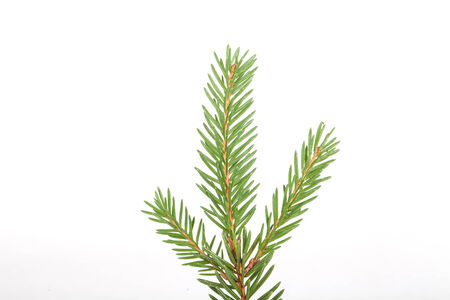 green fir twig isolated on white background