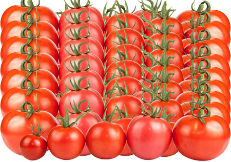 tomatoes constructed in a row isolated on white backgroundの写真素材