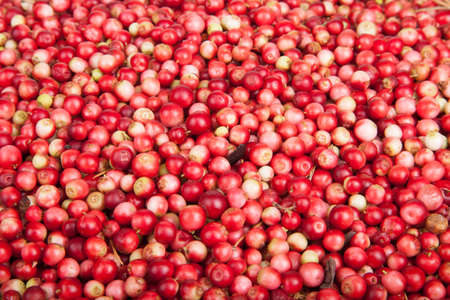 scattering of forest berries a cowberryの写真素材
