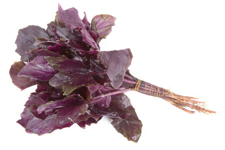 Bunch of purple basil isolated on white backgroundの写真素材
