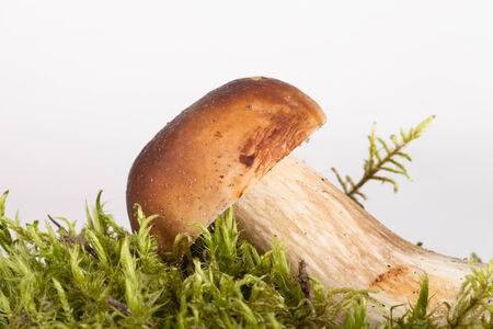 cep  lying on moss on a gray backgroundの写真素材
