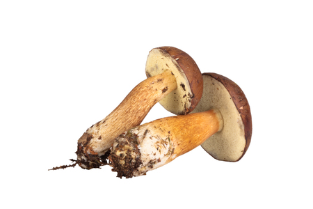 Fresh forest mushrooms (Boletus badius) isolated on white backgroundの写真素材