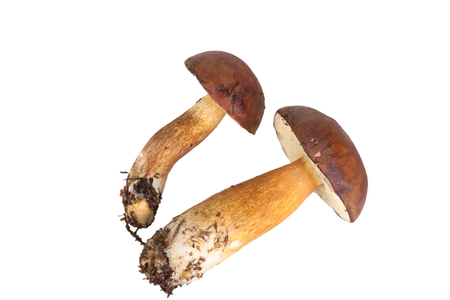 Fresh forest mushrooms (Boletus badius) isolated on white backgroundの写真素材