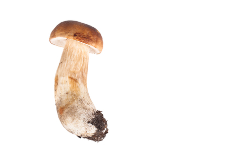 Fresh forest mushroom cep isolated on white backgroundの写真素材