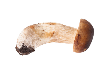 Fresh forest mushroom cep isolated on white backgroundの写真素材