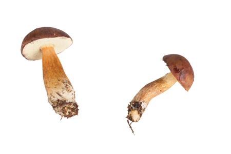 Two fresh forest mushrooms (Boletus badius) isolated on white backgroundの写真素材