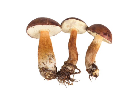 Fresh three forest mushrooms (Boletus badius) isolated on white backgroundの写真素材