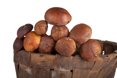 freshly picked mushrooms in an old wicker basket isolated on white backgroundの写真素材