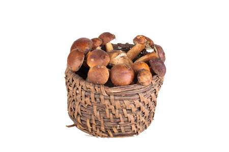 freshly picked mushrooms in an old wicker basket isolated on white backgroundの写真素材