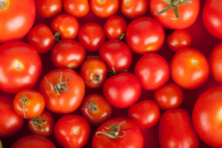freshly picked tomatoes in a boxの写真素材