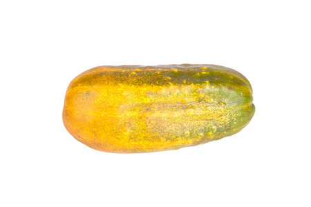 overripe cucumber for seed isolated on white backgroundの写真素材