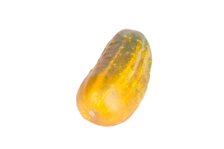 overripe cucumber for seed isolated on white backgroundの写真素材