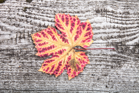 autumn leaf on old wooden boardの写真素材