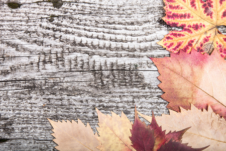 yellow autumn leaves on the background a dark old woodの写真素材