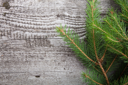 Old wooden background with pine branch, image of flooring boardの写真素材