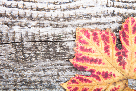 autumn leaf on old wooden backgroundの写真素材