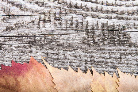 yellow autumn leaves on the background a dark old woodの写真素材
