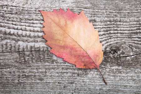 autumn leaf on old wooden backgroundの写真素材