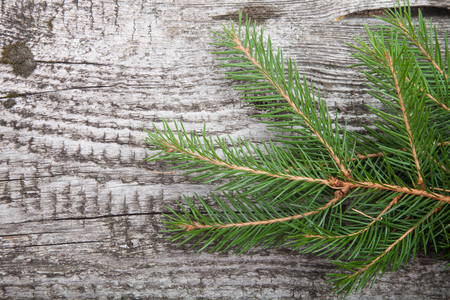 spruce twig on a wooden backgroundの写真素材