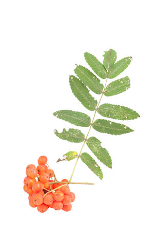 Bunch of red rowan berries and leaves isolated on white backgroundの写真素材