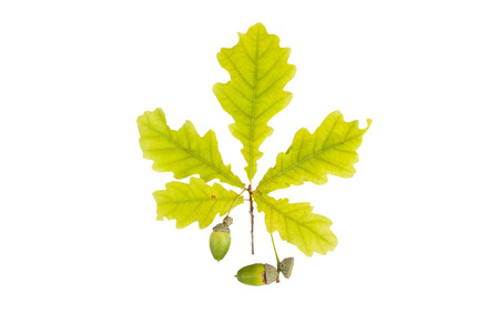 Oak leaf and acorn isolated on white backgroundの写真素材