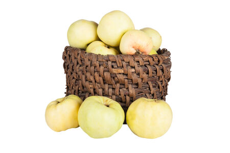 Antonovka apples in a basket isolated on white backgroundの写真素材