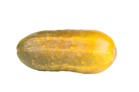 overripe cucumber for seed isolated on white backgroundの写真素材