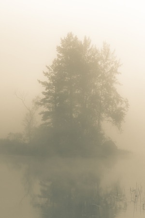 fog in the morning forestの写真素材