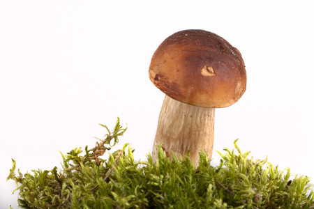 boletus edulis on moss lying on a light backgroundの写真素材