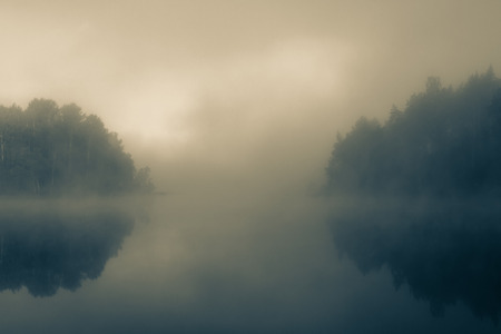 fog in the morning forestの写真素材