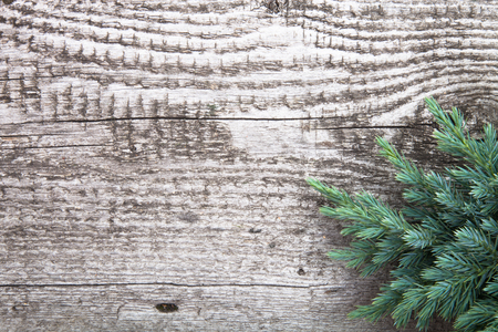 Old wooden background with pine branch, image of flooring boardの写真素材