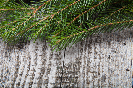 Old wooden background with pine branch, image of flooring boardの写真素材