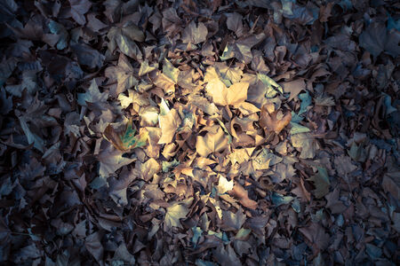 autumn leaves illuminated by a ray. backgroundの写真素材