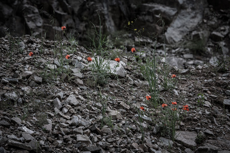 Red flowers among the stones. Toned. Black-white.の写真素材