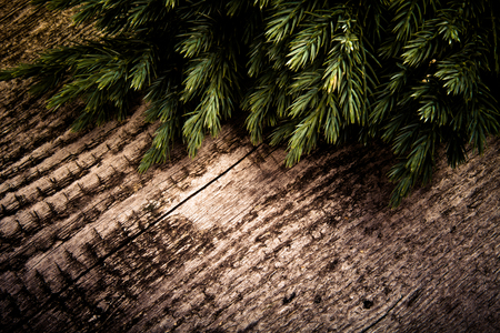 Old wooden background with pine branch, image of flooring boardの写真素材