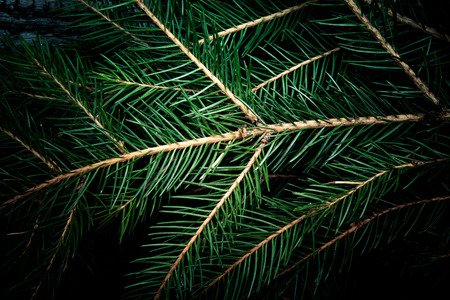 Background of Christmas tree branches.tintedの写真素材