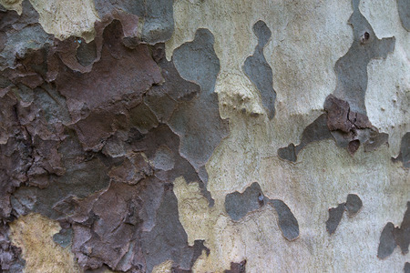 The texture of the bark of sycamoreの写真素材