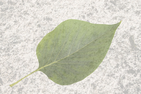 leaf on the old texture