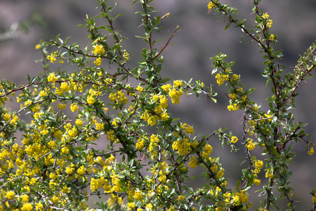 bush with yellow flowers. Shallow depth of field. tintedの写真素材