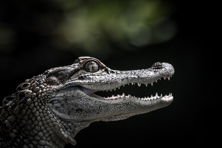 Portrait of a young alligatorの写真素材