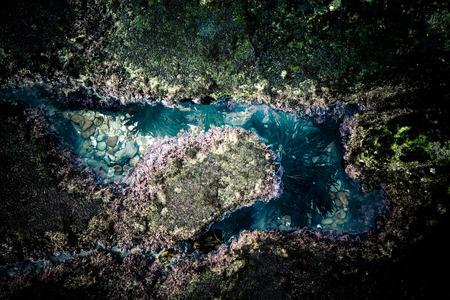 Life in the ecosystem in a puddle after the tide of the oceanの写真素材