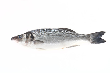 fresh sea bass on a light backgroundの写真素材