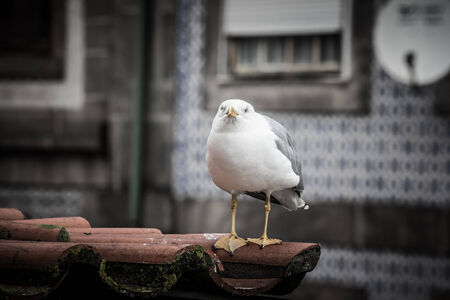 sea gull on a tiled roofの写真素材